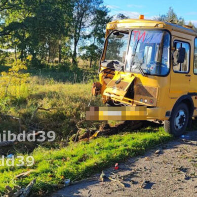 Школьный автобус врезался в дерево, пострадали дети