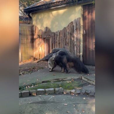 Маленький муравьед из калининградского зоопарка оказался муравьедихой
