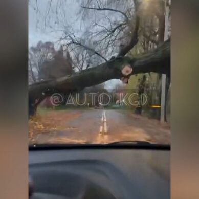 По данным МЧС, за ночь шторм повалил в регионе 60 деревьев. 18 из них упали в Калининграде