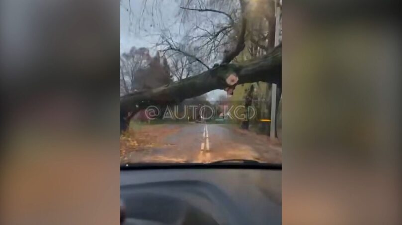 По данным МЧС, за ночь шторм повалил в регионе 60 деревьев. 18 из них упали в Калининграде