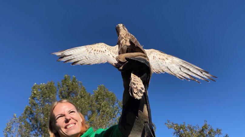 В Славском районе после реабилитации выпустили в природу 12 птиц