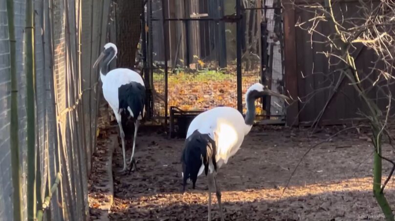 Калининградский зоопарк показал кадры танца японских журавлей