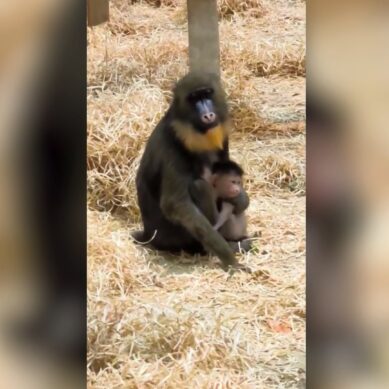 В Калининградском зоопарке впервые за 20 лет родился детёныш мандрила