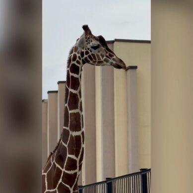 В Калининградском зоопарке умер жираф Мэру