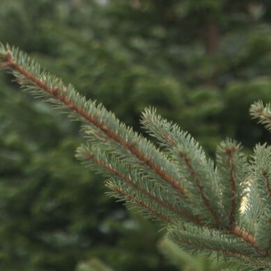 В Калининграде в преддверии праздников заработали ёлочные базары