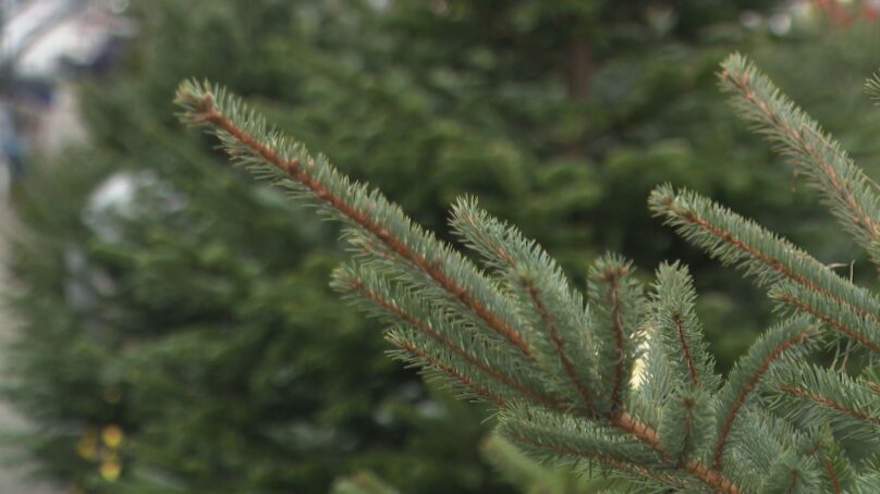 В Калининграде в преддверии праздников заработали ёлочные базары