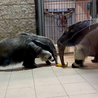 Пора выбирать имя для девочки-муравьеда, которая родилась в калининградском зоопарке