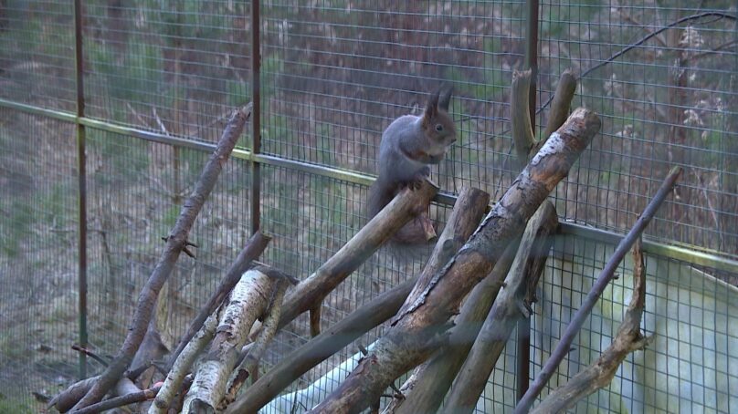 Какой подарок на Новый год может сделать любой неравнодушный калининградец подопечным некоммерческой организации «Биосфера Балтики»?