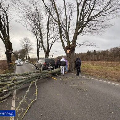 Более тридцати деревьев повалил штормовой ветер в Калининградской области в минувшие выходные