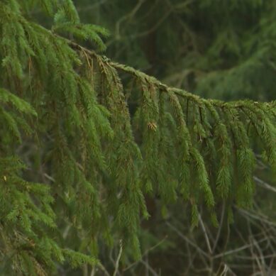 Национальный парк «Куршская коса» усиливает контроль за елочками