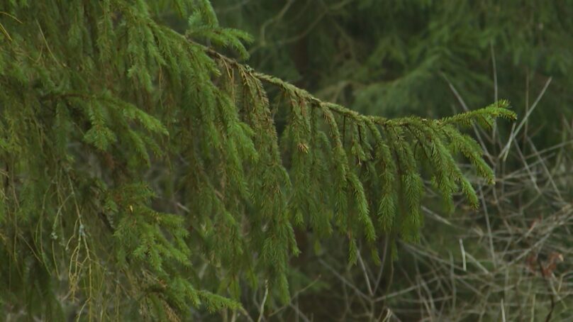 Национальный парк «Куршская коса» усиливает контроль за елочками