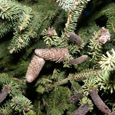 Натуральная лесная красавица украсила площадь города Гусева