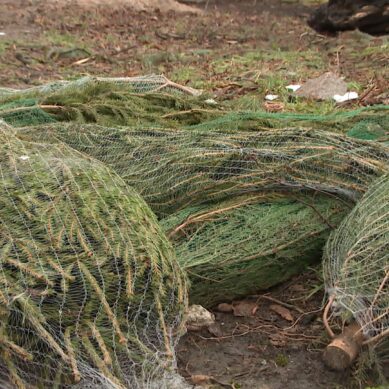 Жителей области просят после праздников сдавать лесные новогодние елки на специальные площадки для утилизации