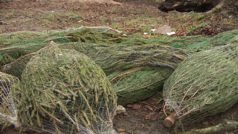 Жителей области просят после праздников сдавать лесные новогодние елки на специальные площадки для утилизации