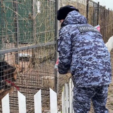 Кинологи Росгвардии посетили Центр реабилитации бездомных животных «Славянское» в Гурьевском районе