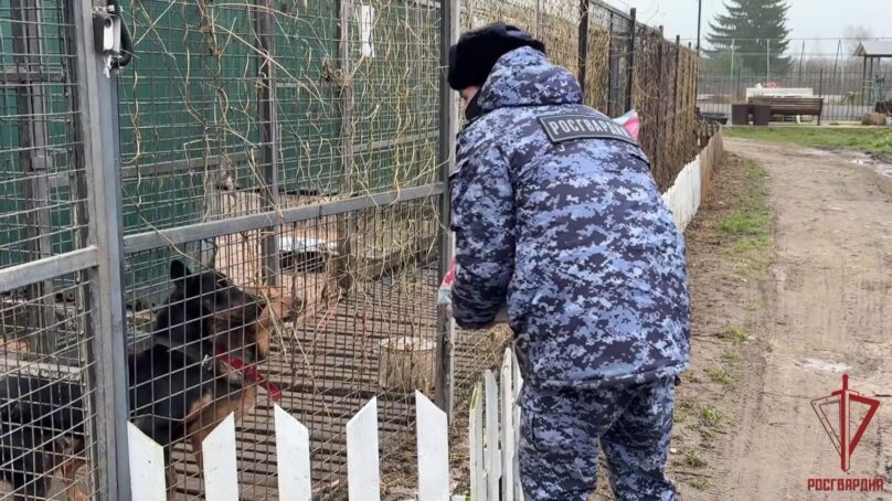 Кинологи Росгвардии посетили Центр реабилитации бездомных животных «Славянское» в Гурьевском районе