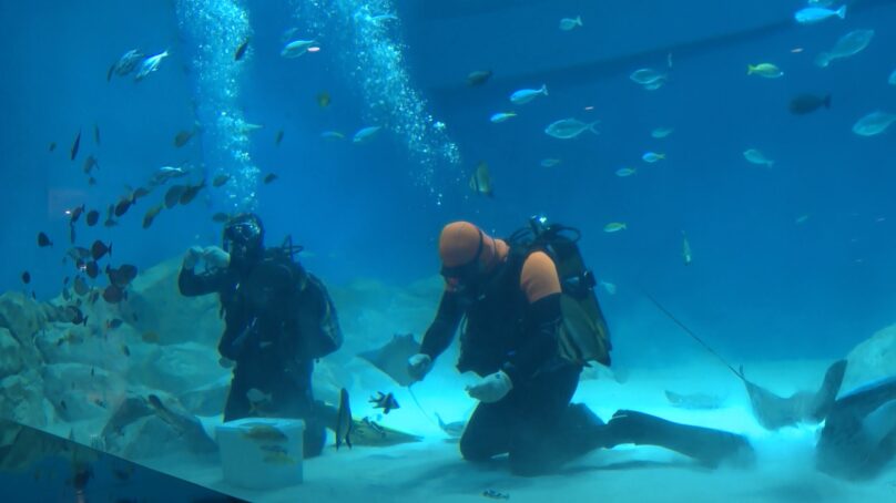 Музей Мирового океана вошел в десятку самых посещаемых музеев страны вместе с московской Третьяковкой и Эрмитажем в северной столице