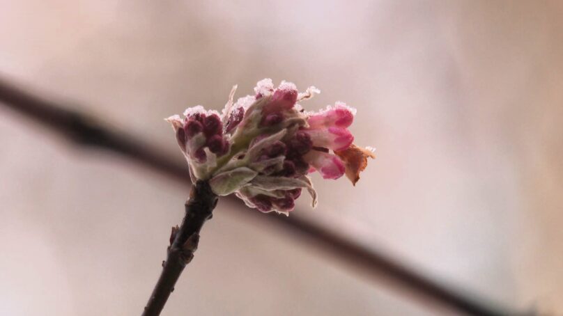 В Ботаническом саду зацвела калина боднантенская, её ещё называют калиной зимней