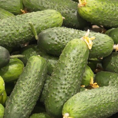 В России начал действовать ГОСТ для фермерской продукции