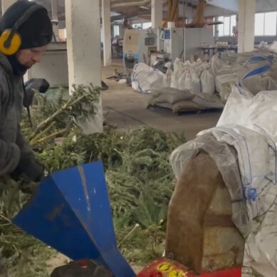 Акция «Круговорот ёлок» проходит по всей России