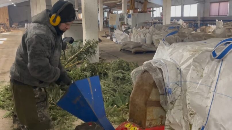 Акция «Круговорот ёлок» проходит по всей России