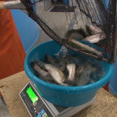 За последние 6 лет объёмы производства аквакультур в Калининградской области увеличились в 4 раза