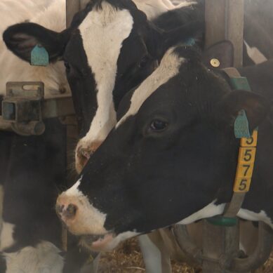 Калининградская область по итогам прошлого года вошла в число молочных регионов-лидеров по показателям среднесуточного удоя коров