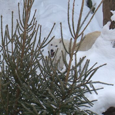 В Калининградском зоопарке в этом году ожидаются большие перемены