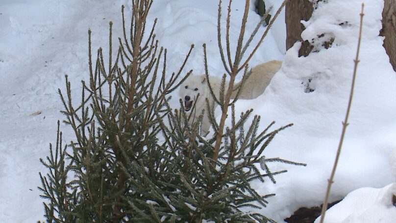 В Калининградском зоопарке в этом году ожидаются большие перемены