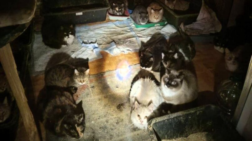 В Калининграде спасли 50 котов и собаку — пушистых вытащили из горящего частного дома