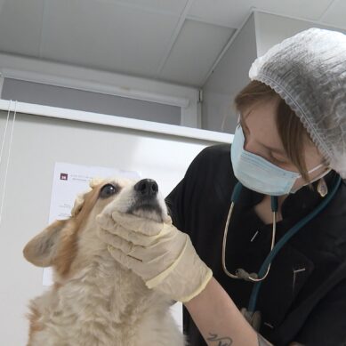 Здоровье пушистых компаньонов совсем скоро будут проверять в полноценном научно-практическом центре