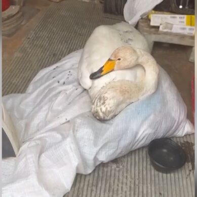 В карьере Янтарного комбината спасли лебедя