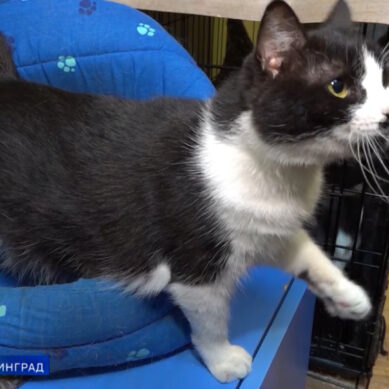 1 марта отмечается День кошек