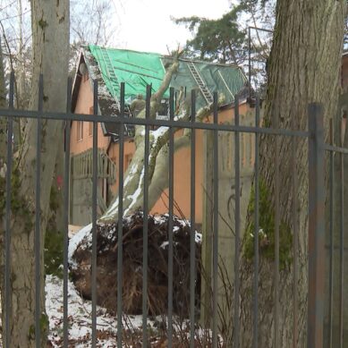 В Светлогорске дело об упавшем на жилой дом дереве попало в суд