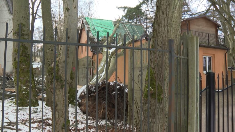 В Светлогорске дело об упавшем на жилой дом дереве попало в суд