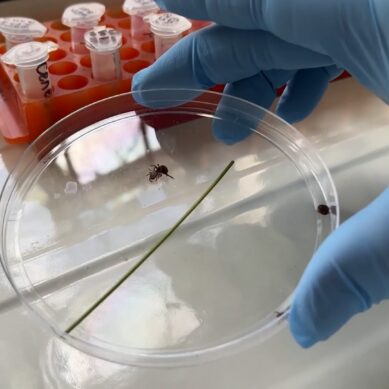 Они не боятся морозов: россиян предупредили о раннем сезоне активности клещей