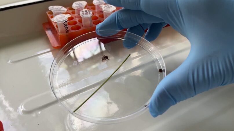 Они не боятся морозов: россиян предупредили о раннем сезоне активности клещей