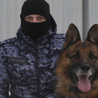 В Калининграде снимали конкурсный видеоролик о работе кинологических подразделений Росгвардии