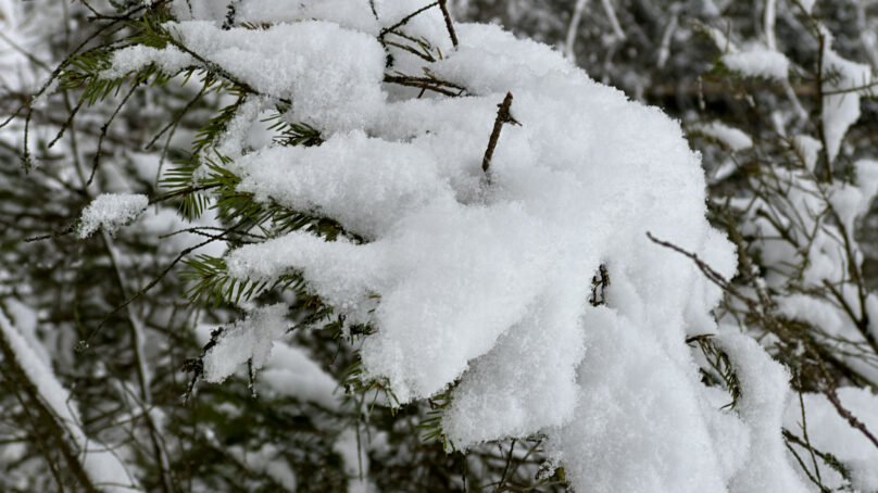 Калининградская область остаётся во власти холодов
