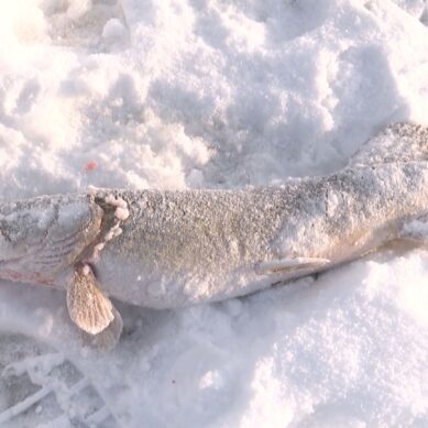 В Калининградской области ввели запрет на вылов щуки