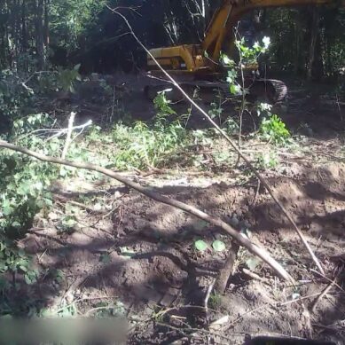 В суд передано уголовное дело о незаконной вырубке деревьев в лесу