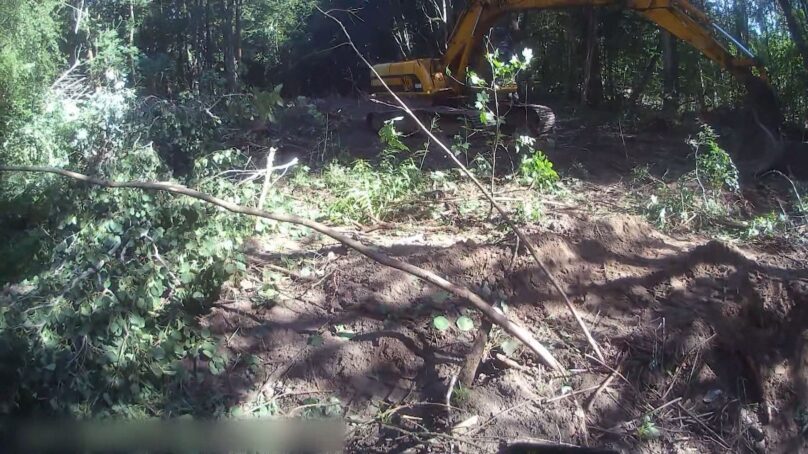 В суд передано уголовное дело о незаконной вырубке деревьев в лесу