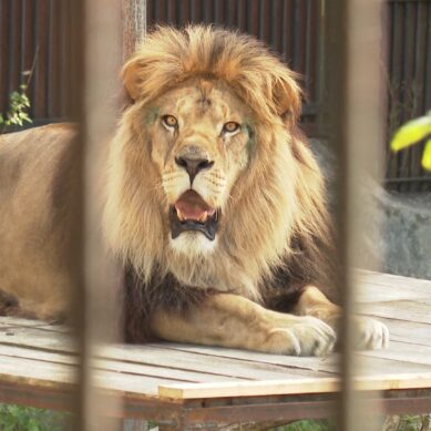 Льва Тиграна в зоопарке тоже учат справляться с внутренним напряжением