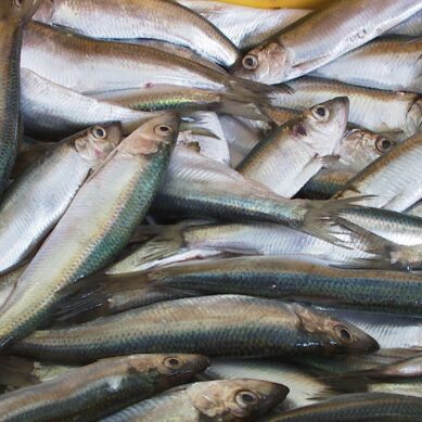 В Балтийске начался сезон вылова салаки