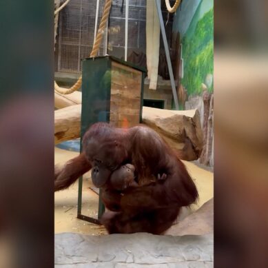 В Калининградском зоопарке пополнение — родился детеныш орангутана