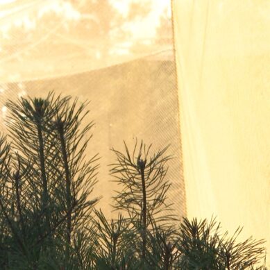 Сегодня 70 лет с того дня, как президиум Академии наук Советского Союза принял постановление о создании орнитологической станции на Куршской косе