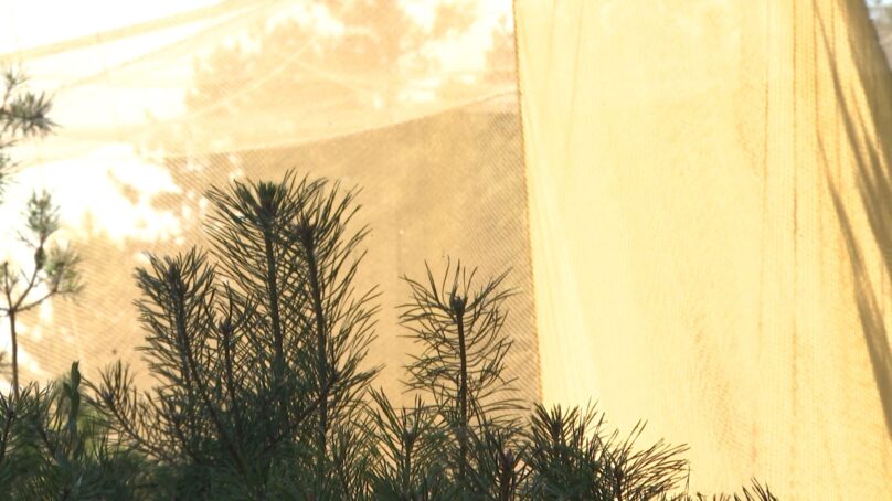 Сегодня 70 лет с того дня, как президиум Академии наук Советского Союза принял постановление о создании орнитологической станции на Куршской косе