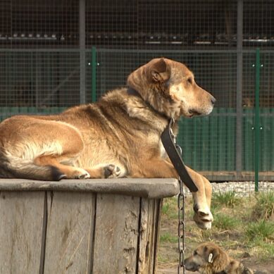 На платформе «Госуслуги» можно сообщить об уличных кошках и собаках в центр безнадзорных животных