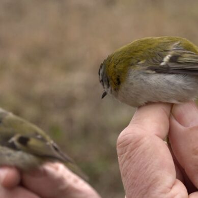 На орнитологической станции начался полевой сезон