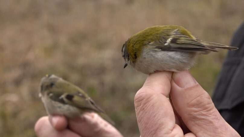 На орнитологической станции начался полевой сезон